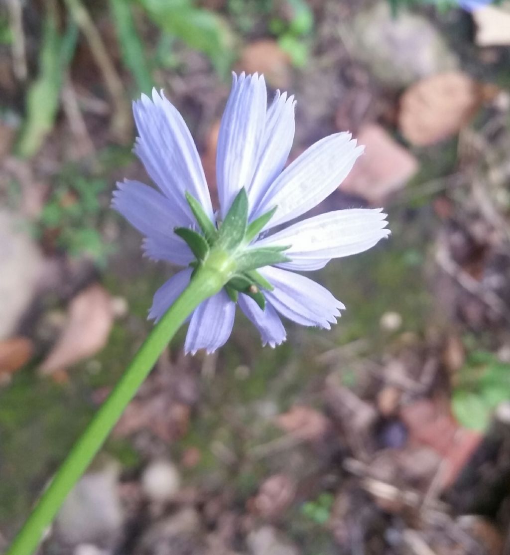 Cichorium intybus